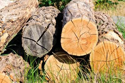 木材之美 從自然紋理到商業應用